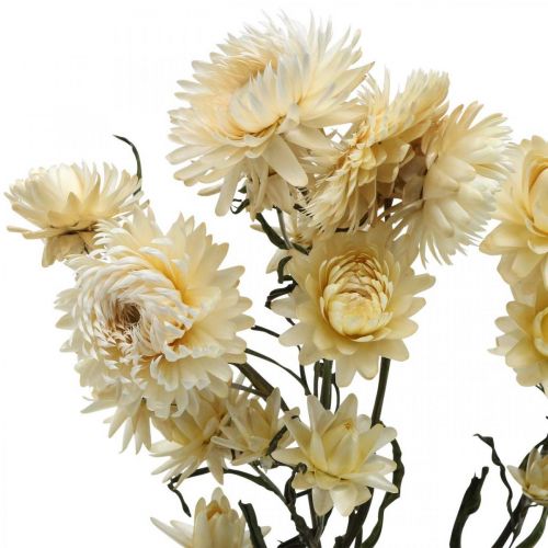Product Dry decoration straw flower cream helichrysum dried 50cm 30g