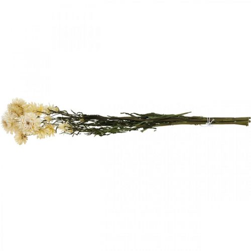 Product Dry decoration straw flower cream helichrysum dried 50cm 30g