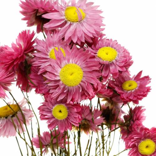Product Straw flower in a bunch Pink dried flowers 25g