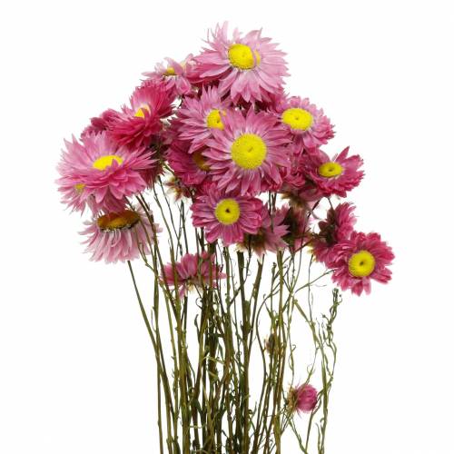 Floristik24 Straw flower in a bunch Pink dried flowers 25g