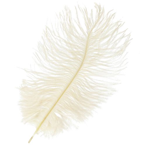 Floristik24 Exquisite cream-white decorative feather ostrich feather white 20-25cm 12 pieces