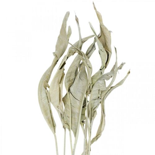 Floristik24 Strelitzia leaves dried green frosted 45-80cm 10pcs