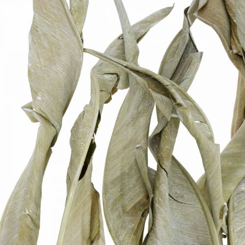Floristik24 Strelitzia leaves dried green frosted 45-80cm 10 pcs