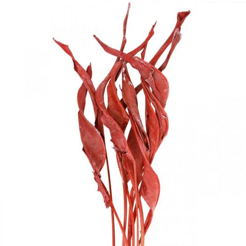 Strelitzia leaves red frosted dried floristry 45-80cm 10pcs