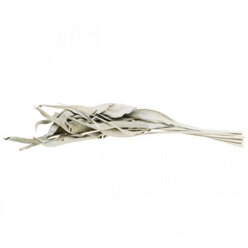 Floristik24 Strelitzia leaves white washed dried 45-80cm 10 pcs