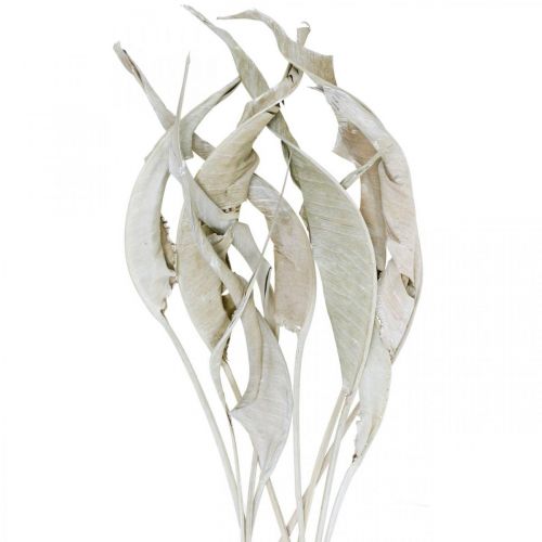 Floristik24 Strelitzia leaves white washed dried 45-80cm 10 pcs