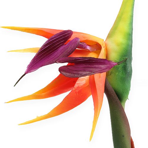 Floristik24 Strelitzia bird of paradise flower 62cm