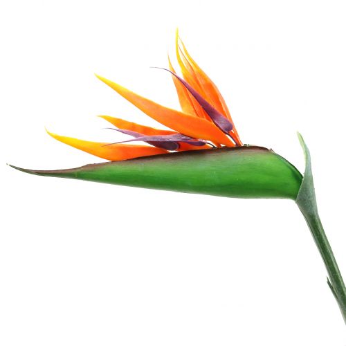 Floristik24 Strelitzia Bird of Paradise 95cm