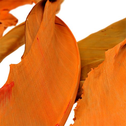 Floristik24 Strelitzia leaves orange 120cm 20 pcs
