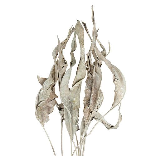 Floristik24 Decorative leaves Strelitzia leaves whitewashed 120cm 10 pcs