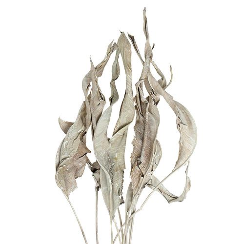 Floristik24 Decorative leaves Strelitzia leaves washed white 120cm 10pcs