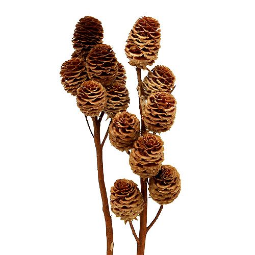 Floristik24 Strictum 6 - 9 heads 25 pcs
