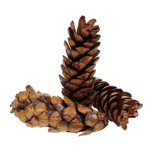 Strobus cones 15 - 20cm painted 100pcs