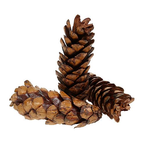 Strobus cones 15 - 20cm painted 100 pcs