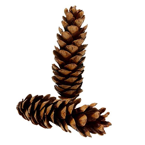 Floristik24 Strobus cones 20 - 25cm painted 50 pcs