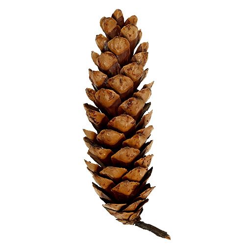 Product Strobus cones 20 - 25cm painted 50 pcs