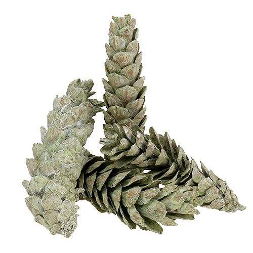 Product Strobus cones as natural decoration 15cm - 20cm green 50pcs
