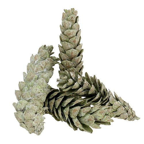 Product Strobus cones as natural decoration 15cm - 20cm green 50 pcs
