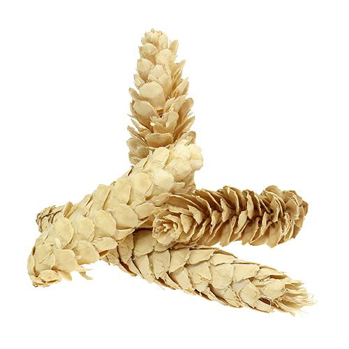 Strobus bleached 15cm-20cm 50 pcs