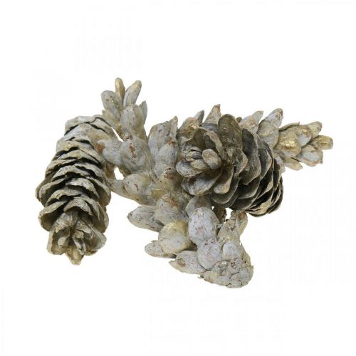 Floristik24 Strobus cones, Christmas, Advent decoration, Weymouth cones natural, Golden L9-14cm 20 pcs