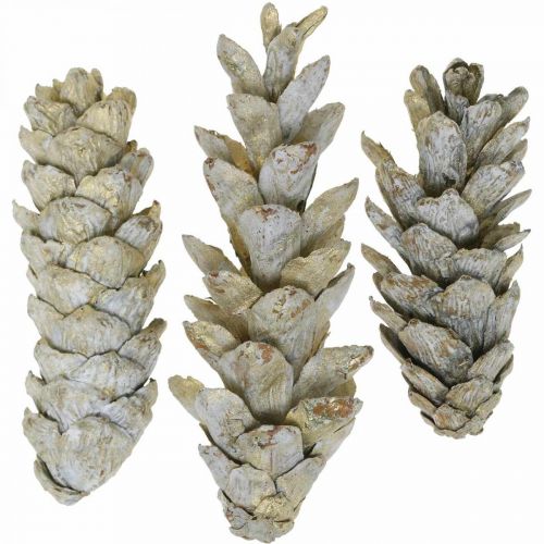 Floristik24 Strobus cones, Christmas, Advent decoration, Weymouth cones natural, Golden L9-14cm 20 pcs