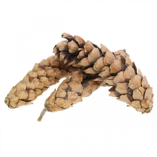 Floristik24 Pine cones White pine Strobus Natural Mixed 2.5kg