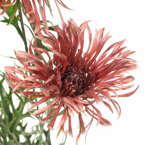 Product Xanthium branch Bordeaux 69cm 3pcs