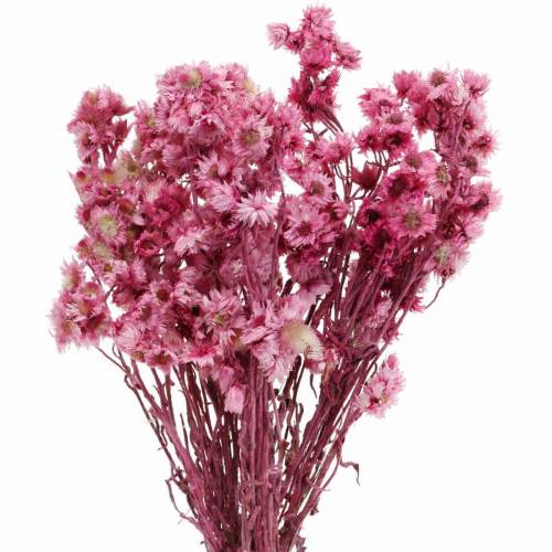 Floristik24 Dried Flowers Pink Dried Flowers Bouquet Dried Flowers Pink H21cm