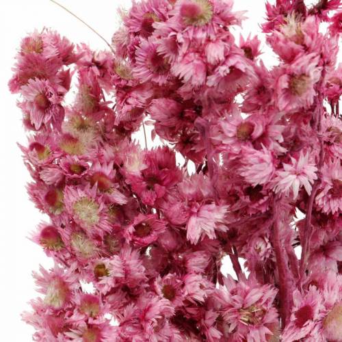 Product Dried Flowers Pink Dried Flowers Bouquet Dried Flowers Pink H21cm
