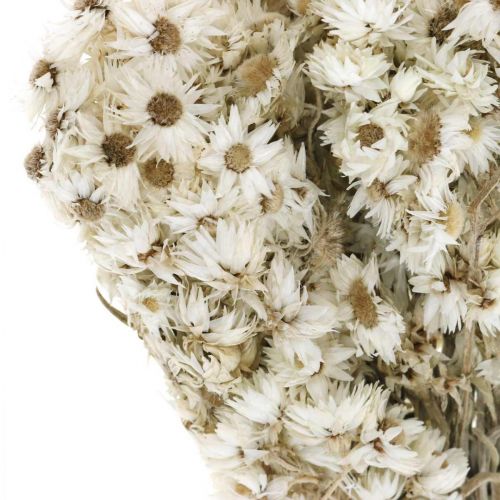 Product Straw Flowers Dried Flowers Bouquet White Small 15g