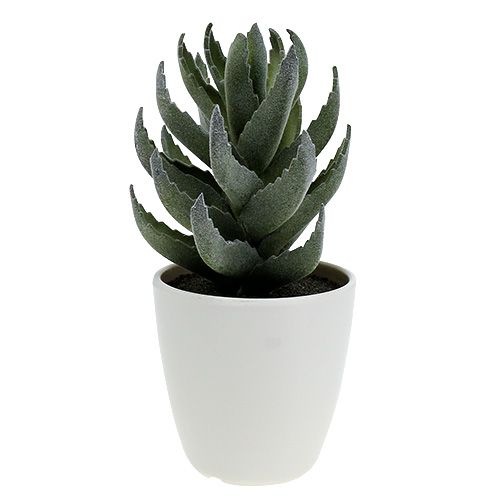 Floristik24 Succulent in pot 17cm green