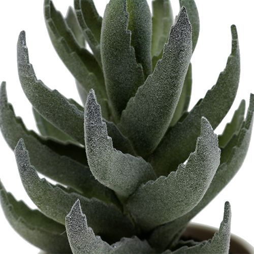 Floristik24 Succulent in pot 17cm green