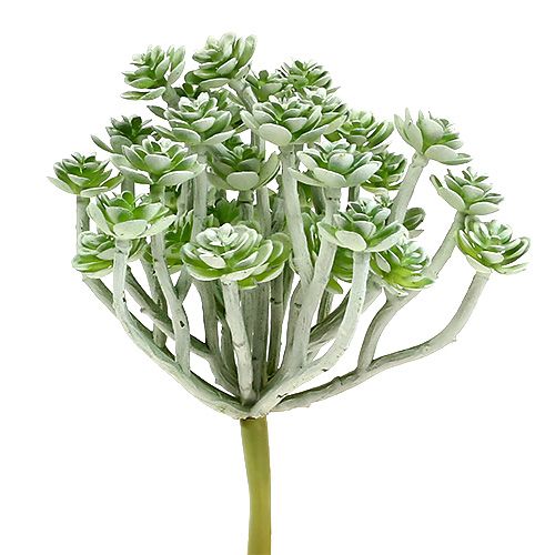 Succulent Echeveria 17cm Gray 3 pcs