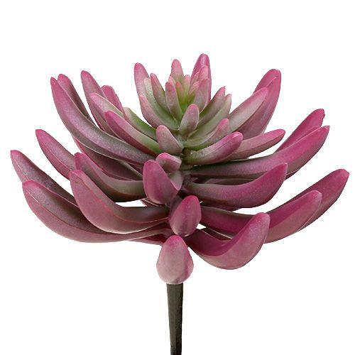 Floristik24 Succulent plant 15cm purple