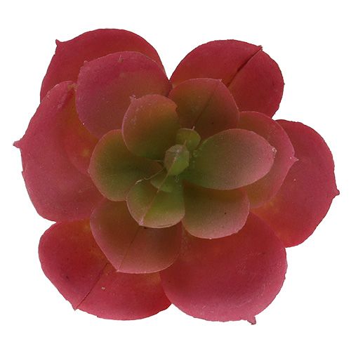 Product Succulent Ø5cm Pink 6 pcs