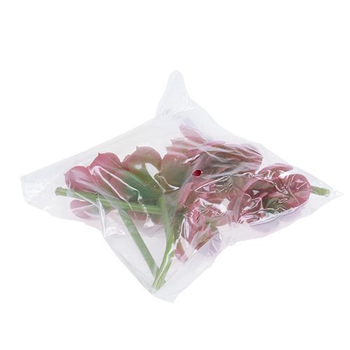Product Succulent Ø5cm Pink 6 pcs