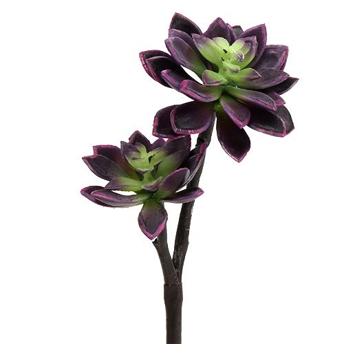 Floristik24 Succulent dark purple-gray Ø7cm, Ø10cm H30cm