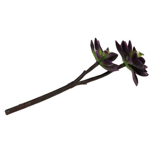 Floristik24 Succulent dark purple-gray Ø7cm, Ø10cm H30cm