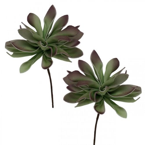 Succulent green, bordeaux 10cm 12pcs