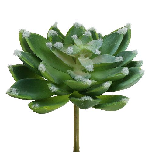 Floristik24 Succulent Stone Rose Green Ø10cm H11cm 3pcs