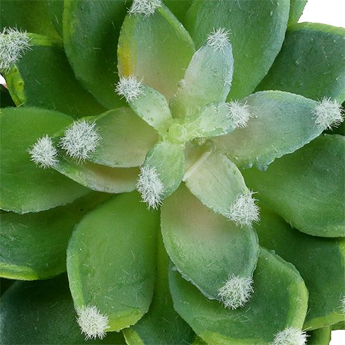 Product Succulent Stone Rose Green Ø10cm H11cm 3pcs