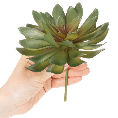 Artificial Green Succulent Decoration Set, 18cm, Pack of 3

```html
<h2>Artificial Green Succulent Decoration for Home and Office</h2>

<p>This set of artificial green succulents is versatile and ideal for home and office decoration. Each piece stands at  | Floristik24.co.uk