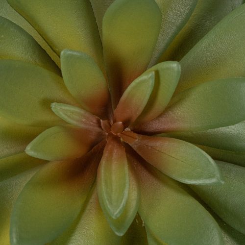 Artificial Green Succulent Decoration Set, 18cm, Pack of 3

```html
<h2>Artificial Green Succulent Decoration for Home and Office</h2>

<p>This set of artificial green succulents is versatile and ideal for home and office decoration. Each piece stands at  | Floristik24.co.uk