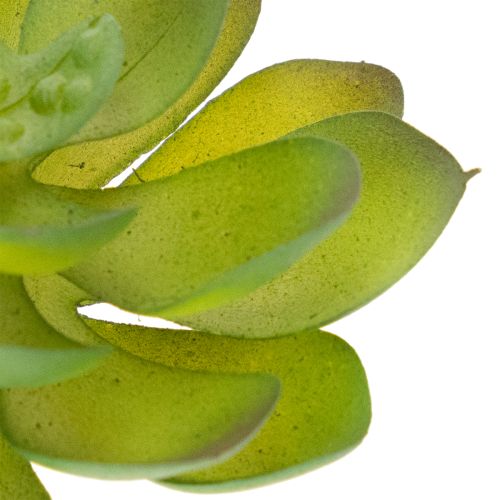 Artificial Succulent Plant Green, 9 cm Height, Decorative for Indoor Use | Floristik24.co.uk