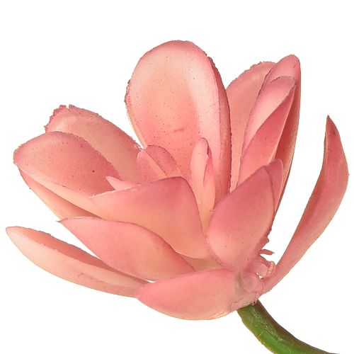 Product Artificial succulent 28 rosettes Aeonium old pink 43cm