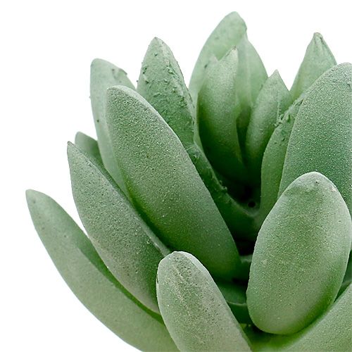 Product Succulent Echeveria Ø6.5cm L11cm 6pcs