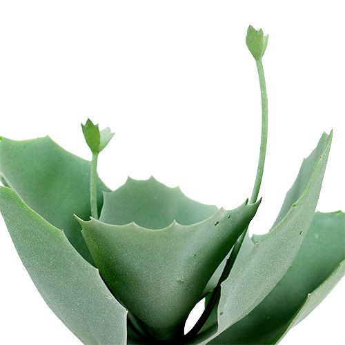 Floristik24 Succulent stonecrop L18cm 4pcs