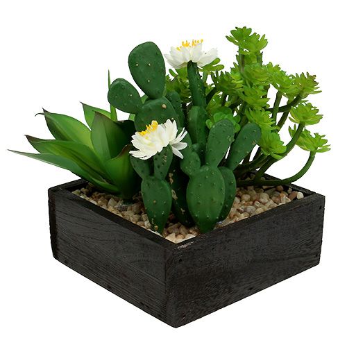 Floristik24 Succulent in wooden box H14cm 1pc