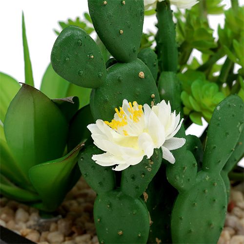 Floristik24 Succulent in wooden box H14cm 1pc