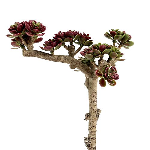 Floristik24 Succulent L 20cm green-purple